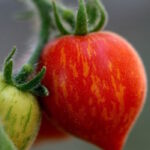 Томат Фуззи Вузи