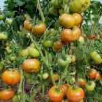 Томат Дикий листопад