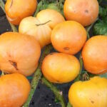 Томат Гном Совершенный