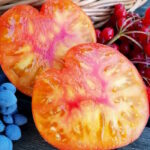 Томат Русский вихрь