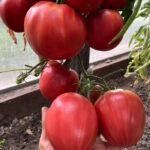 Томат Большой Валентин