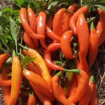 Перец Бананчик оранжевый