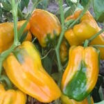 Перец Пето Чудо Жёлтое