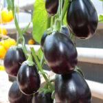 Баклажан Шоколадный