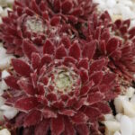 Молодило Кинг Георг