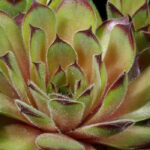 Молодило Куин Элизабет