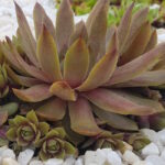 Молодило Старшайн