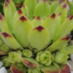 Молодило Тип Топ