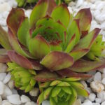 Молодило Фестиваль