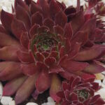 Молодило Хэппи