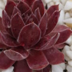 Молодило Даунлэнд Куин