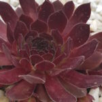 Молодило Ох Ми