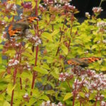 Душица обыкновенная Тамблс Вариети