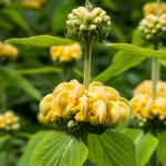 Зопник Рассела