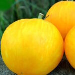 Томат Белый пушистый кабан