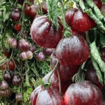 Томат Голубой трюфель