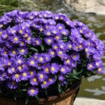 Астра кустарниковая Айленд Самоа