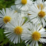 Астра новоанглийская Хербшнее