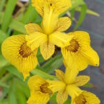 Ирис Рой Дэвидсон