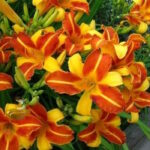 Лилейник Франс Халс