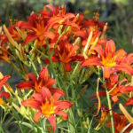 Лилейник Самми Рассел