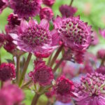 Астранция Венеция