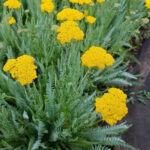 Тысячелистник щитковидный