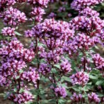 Душица гладкая Херренхаузен