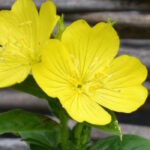 Энотера четырехугольная