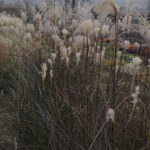 Мискантус китайский Бэт Шато