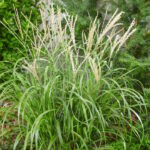 Мискантус китайский Кореа