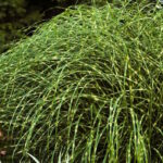 Мискантус китайский Литтл Зебра