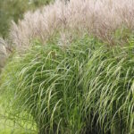 Мискантус китайский Ротфучс