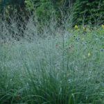 Молиния тростниковая Бергфрюнд