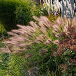 Пеннисетум Рэд Хэд