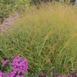 Просо прутьевидное Купферхирш