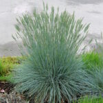 Овсяница Компакта Блю