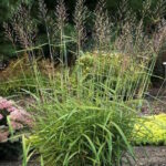 Сподиопогон сибирский