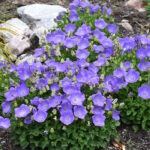 Колокольчик карпатский Блю Юниформ