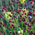 Кровохлебка Рэд Сансет