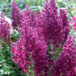 Шалфей Швеленбург