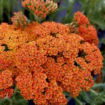 Тысячелистник обыкновенный Терракота