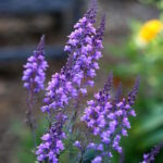 Льнянка пурпурная