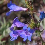 Пенстемон цианантус