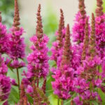 Дербенник Пинк Блаш