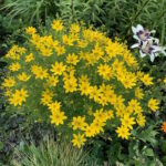 Кореопсис Загреб