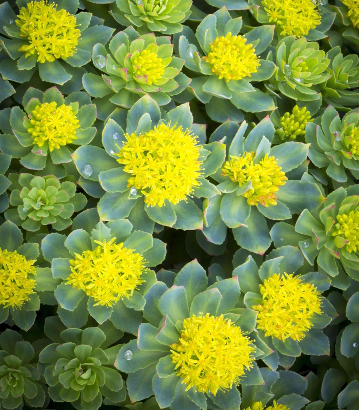 19770_Родиола розовая_01 Родиола розовая — изображение 1