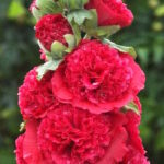 Мальва гибридная Чатерс Дабл Рот