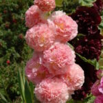 Мальва гибридная Чатерс Дабл Салмон Пинк