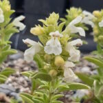 Змееголовник Ренати